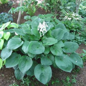 Hosta sieboldiana