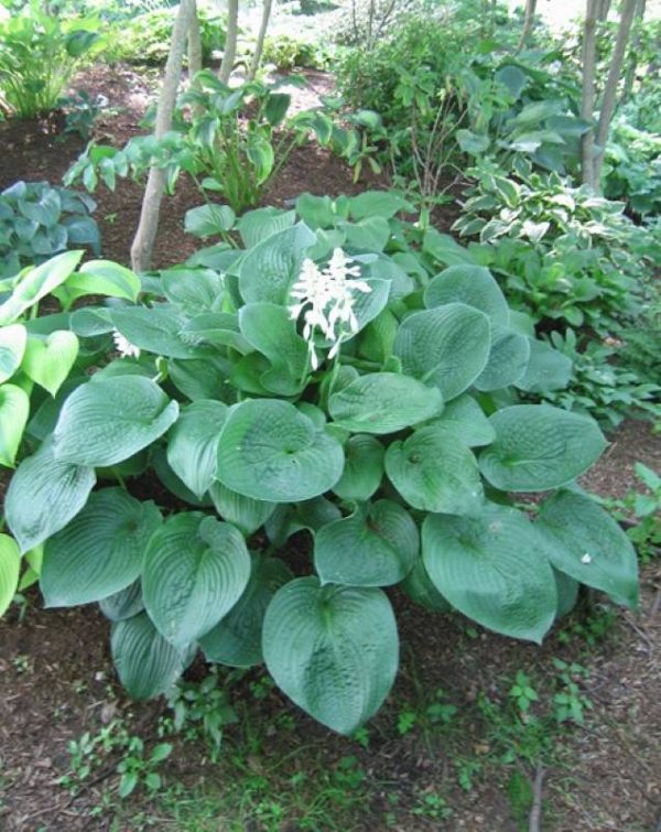 Hosta sieboldiana