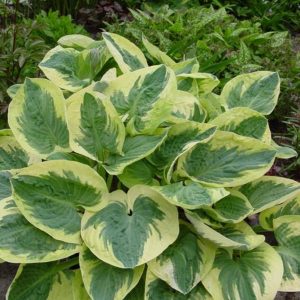 Hosta Snow Cap