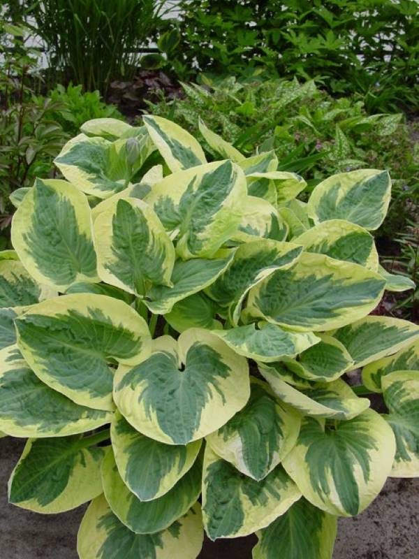 Hosta Snow Cap