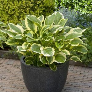 Hosta So Sweet
