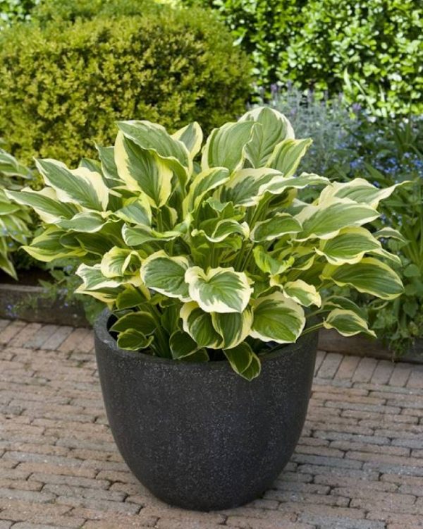 Hosta So Sweet