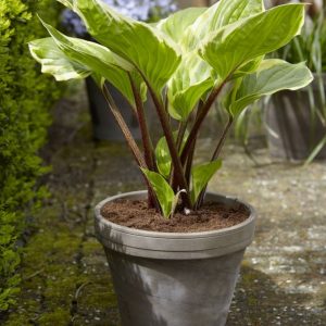 Hosta Sorbet