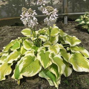 Hosta Spring Morning