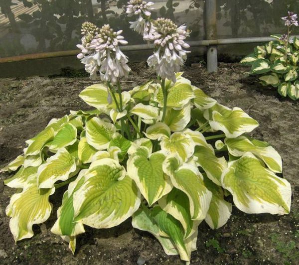 Hosta Spring Morning