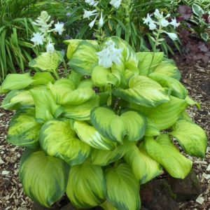 Hosta Stained Glass