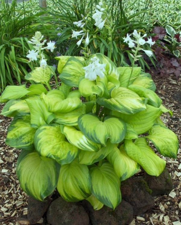 Hosta Stained Glass