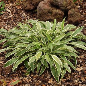 Hosta Stilletto
