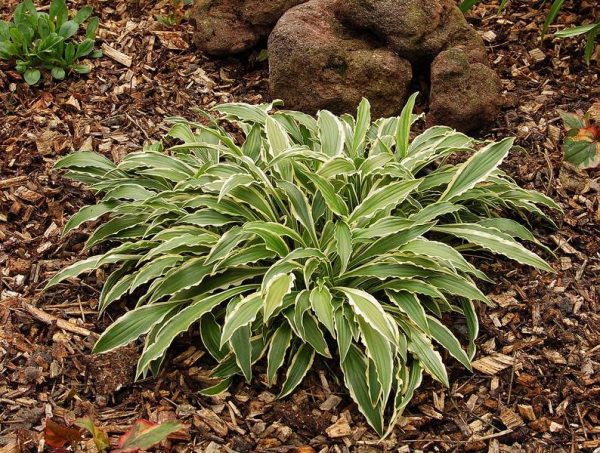 Hosta Stilletto