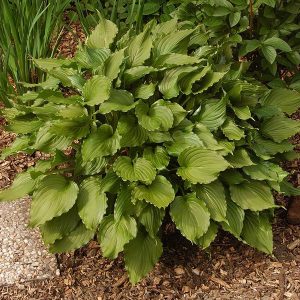 Hosta Stirfry