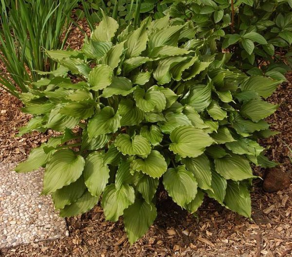 Hosta Stirfry