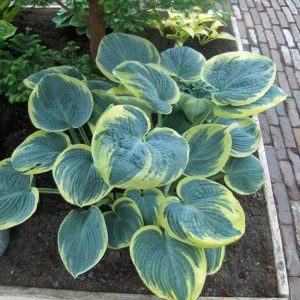 Hosta Sugar Daddy