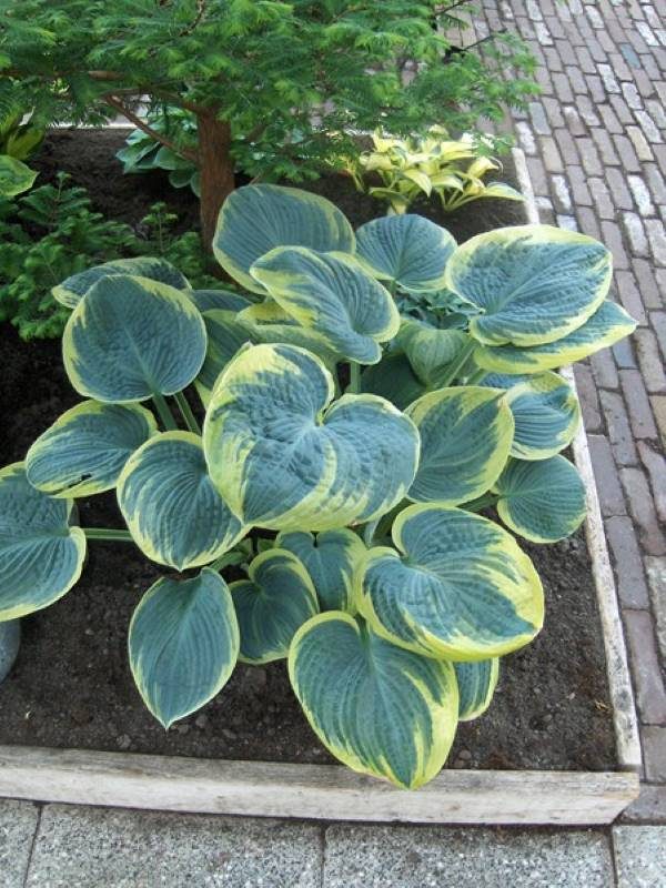 Hosta Sugar Daddy