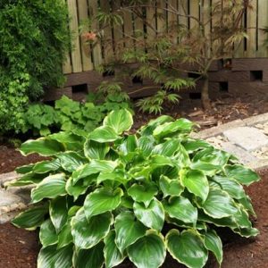 Hosta Sugar and Spice