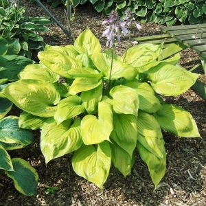 Hosta Sum and Substance