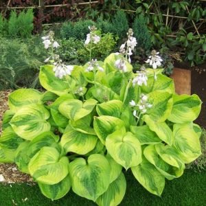 Hosta Summer Breeze
