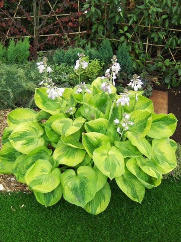 Hosta Summer Breeze