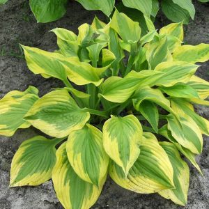 Hosta Summer Lovin
