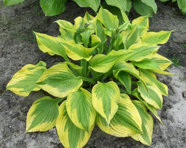 Hosta Summer Lovin