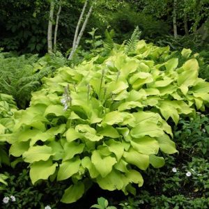 Hosta Sun Power