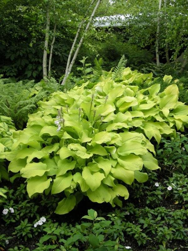 Hosta Sun Power