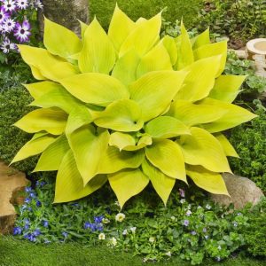 Hosta Sunny Halcyon