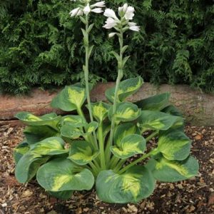 Hosta Sunset Grooves