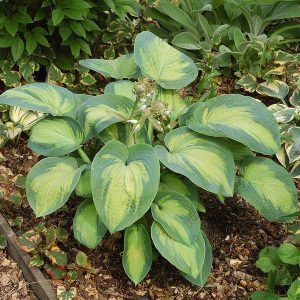 Hosta Super Nova
