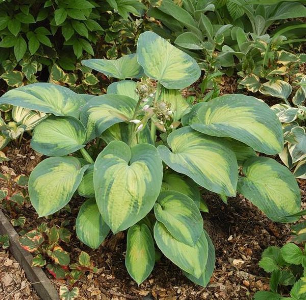 Hosta Super Nova