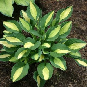Hosta T-Dawg