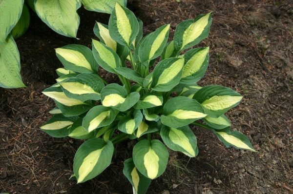 Hosta T-Dawg