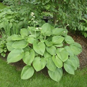 Hosta T Rex