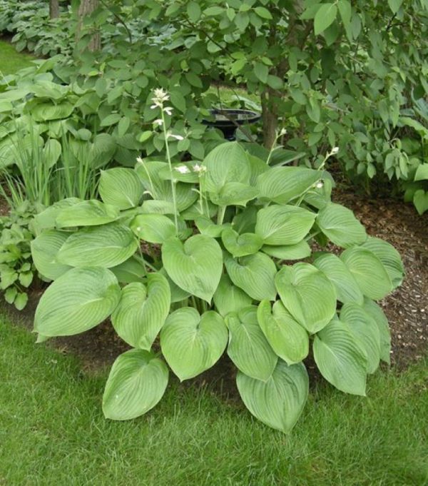 Hosta T Rex