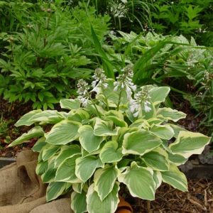 Hosta Tambourine