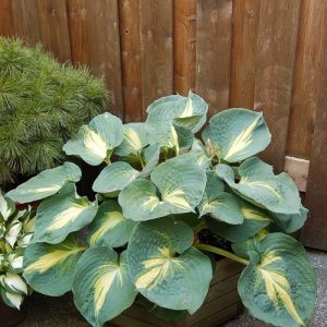 Hosta Thunderbolt