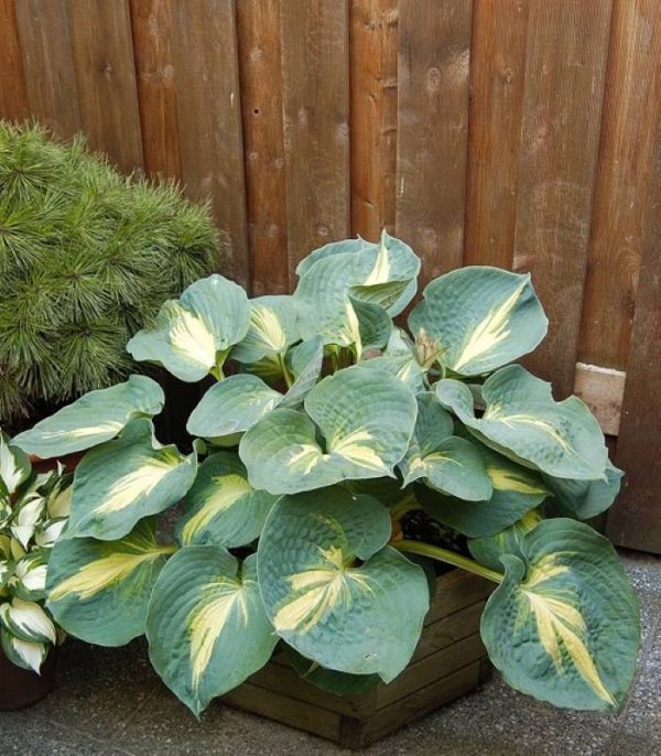 Hosta Thunderbolt