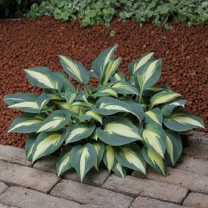 Hosta Timeless Beauty