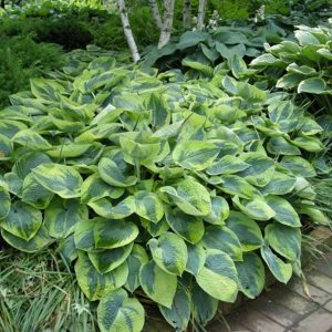 Hosta tokudama Flavocircinalis