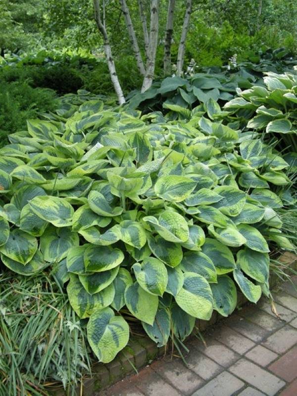 Hosta Flavocircinalis