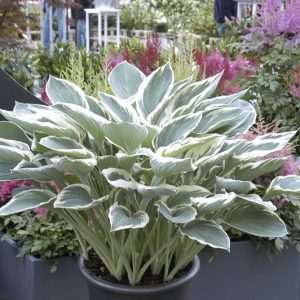 Hosta Tom Schmidt
