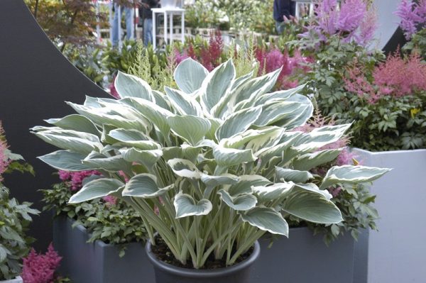 Hosta Tom Schmidt