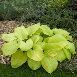 Hosta Tortilla Chip