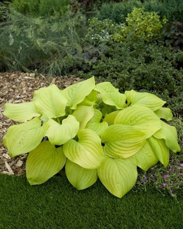 Hosta Tortilla Chip