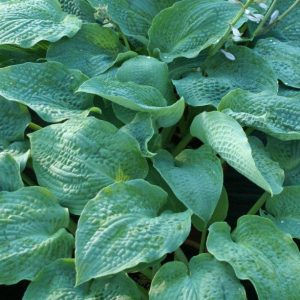 Hosta True Blue