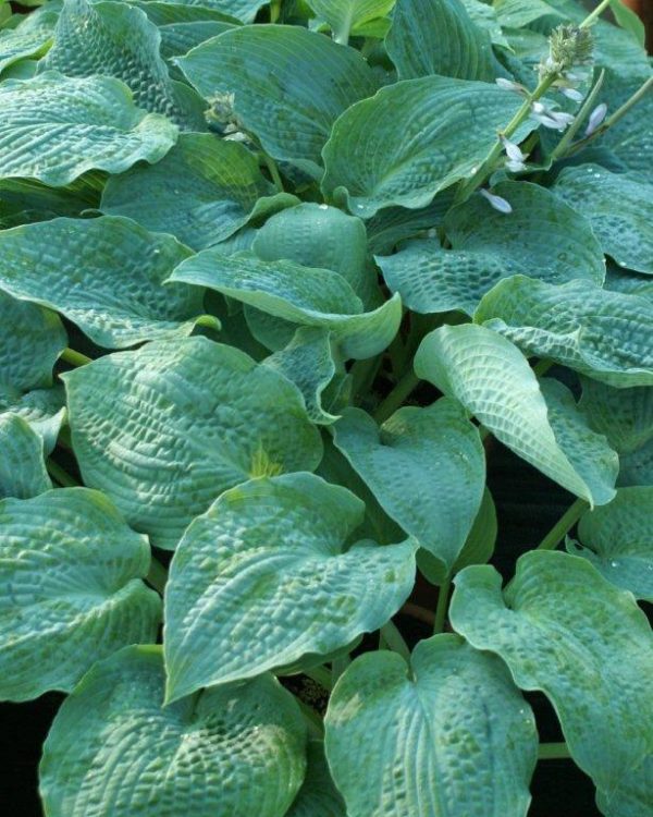 Hosta True Blue