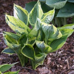 Hosta Twilight