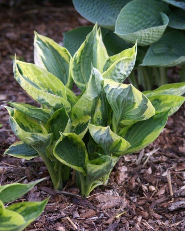 Hosta Twilight
