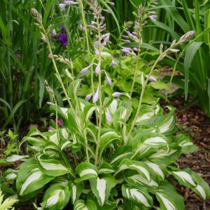 Hosta Mediovariegata
