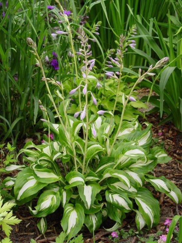 Hosta Mediovariegata