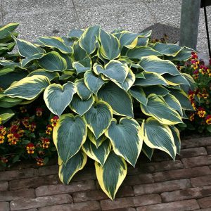 Hosta Valley's Glacier